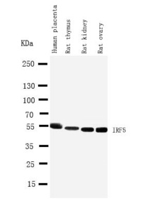 Anti-IRF5 Rabbit Antibody
