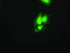 Anti-SNAP25 Mouse Monoclonal Antibody [clone: OTI4F3]