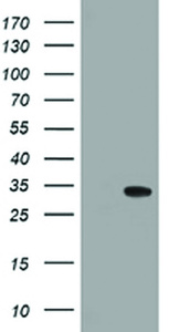Anti-NANP Mouse Monoclonal Antibody [clone: OTI4F5]