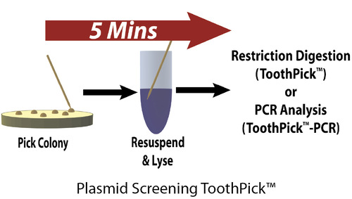 Toothpick™ Systems for Rapid Colony Screening by Restriction Digestion or PCR, G-Biosciences