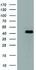 Anti-CBWD1 Mouse Monoclonal Antibody [clone: OTI4D4]
