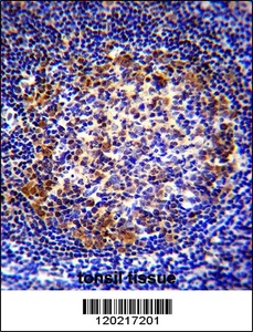 Anti-PAX5 Rabbit Polyclonal Antibody (Biotin)