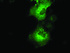 Anti-QPRT Mouse Monoclonal Antibody [clone: OTI4E5]