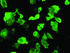 Anti-MSI1 Mouse Monoclonal Antibody [clone: OTI2G9]