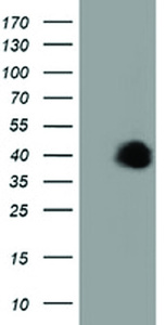 Anti-FAM84B Mouse Monoclonal Antibody [clone: OTI5B5]