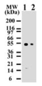 Anti-CASP8 Mouse Monoclonal Antibody (Biotin) [clone: 90A992]