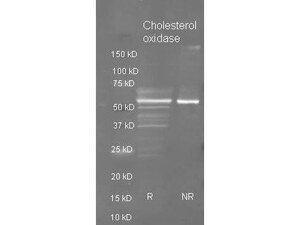 Anti-CHOA Goat polyclonal antibody (HRP (Horseradish Peroxidase))