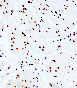 Anti-c-Myc Mouse Monoclonal Antibody [clone: IMD-3]