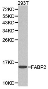 Western blot analysis of extracts of 293T cell lines using FABP2 antibody