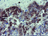 Anti-TSC22D1 Mouse Monoclonal Antibody [clone: OTI1A5]