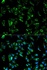 Immunofluorescense analysis of HeLa cell using TPM3 antibody