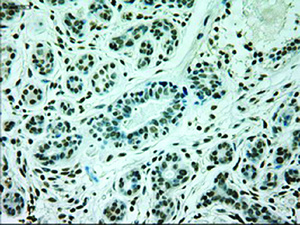 Anti-GAD1 Mouse Monoclonal Antibody [clone: OTI5D8]