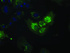 Anti-NIT2 Mouse Monoclonal Antibody [clone: OTI3F3]