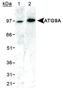 Anti-ATG9A Rabbit Polyclonal Antibody