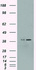 Anti-MAPK1 Mouse Monoclonal Antibody [clone: OTI6E5]
