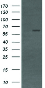 Anti-CD19 Mouse Monoclonal Antibody [clone: OTI1F9]