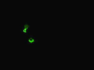 Anti-HCFC2 Mouse Monoclonal Antibody [clone: OTI6C9]