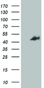 Anti-CCM2 Mouse Monoclonal Antibody [clone: OTI4F5]