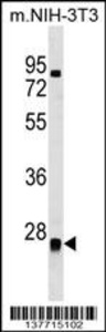 Anti-METTL7B Rabbit Polyclonal Antibody (HRP (Horseradish Peroxidase))