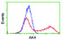 Anti-AK4 Mouse Monoclonal Antibody [clone: OTI1H1]