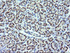 Anti-RAB21 Mouse Monoclonal Antibody [clone: OTI6G1]