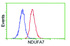 Anti-NDUFA7 Mouse Monoclonal Antibody [clone: OTI2E3]