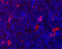 Confocal microscopy on mouse lymph node using Rabbit antibody to ATG9A (APG9L1): whole serum (BSENR-160-100).