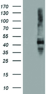 Anti-SERPINE2 Mouse Monoclonal Antibody [clone: OTI1G8]