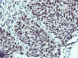 Anti-NLN Mouse Monoclonal Antibody [clone: OTI1B8]