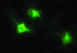 Anti-MMP13 Mouse Monoclonal Antibody [clone: OTI2A6]
