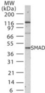 Anti-SMAD1/5/8/9 Rabbit Polyclonal Antibody