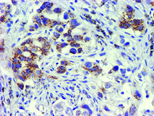 Anti-GOLM1 Mouse Monoclonal Antibody [clone: OTI5F4]