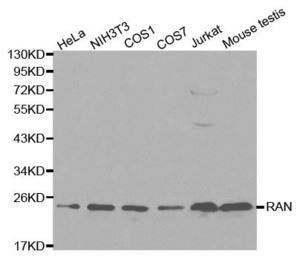 Western blot analysis of extracts of various cell lines using RAN antibody