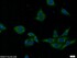 Anti-SEC61A Rabbit Polyclonal Antibody