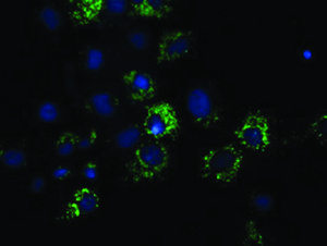 Anti-NDUFA7 Mouse Monoclonal Antibody [clone: OTI2E3]