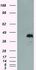 Anti-MCL1 Mouse Monoclonal Antibody [clone: OTI9C9]