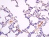 Anti-Band3 Rabbit polyclonal antibody