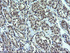 Anti-OTUB1 Mouse Monoclonal Antibody [clone: OTI1E3]