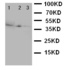 Anti-CD1a Rabbit Polyclonal Antibody