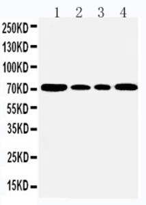 Anti-GRP78 BiP Rabbit Polyclonal Antibody