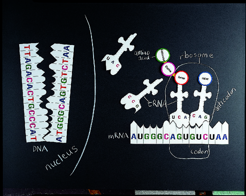 KIT PROTEIN SYNTHESIS CHALKBOARD MDL