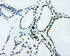 Anti-L1CAM Mouse Monoclonal Antibody [clone: OTI3G1]