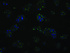 Anti-TLDC1 Mouse Monoclonal Antibody [clone: OTI7E4]