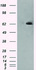 Anti-LTA4H Mouse Monoclonal Antibody [clone: OTI8F4]