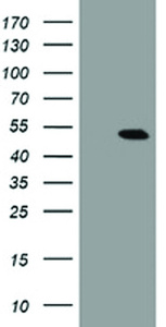 Anti-CHN1 Mouse Monoclonal Antibody [clone: OTI2D10]