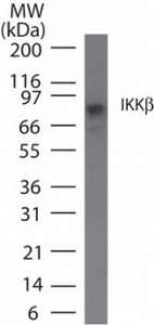 Anti-IKBKB Mouse Monoclonal Antibody [clone: 10A9B6]