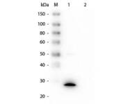 Anti-GSTZ1 Mouse Monoclonal Antibody [Clone: 24E9.G9.G8]