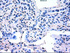 Anti-AKT3 Mouse Monoclonal Antibody [clone: OTI9H8]