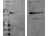 Anti-SETDB2 Rabbit Polyclonal Antibody