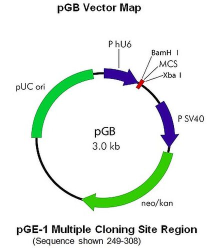 pGB Caspase-3 siRNA Vector, BioVision